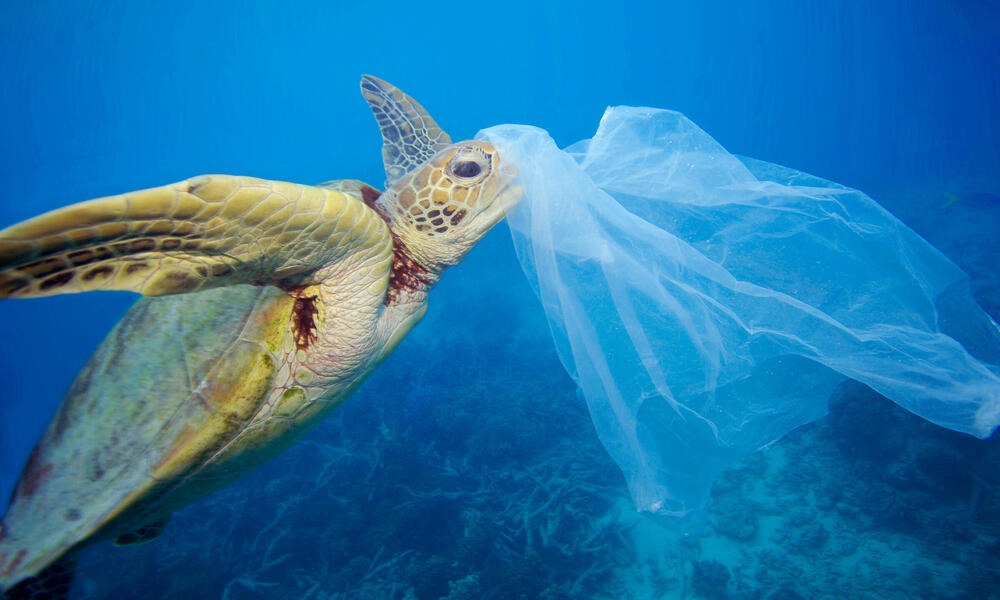 Fauna marina y plástico